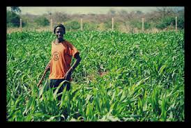 Precision irrigated farmland in Nigeria
